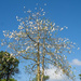 Cotton Tree, Kayu Hitam  by ianjb21
