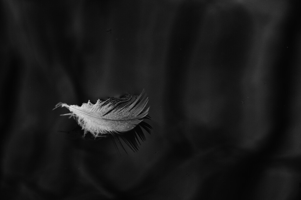 Feather on Water by jamibann