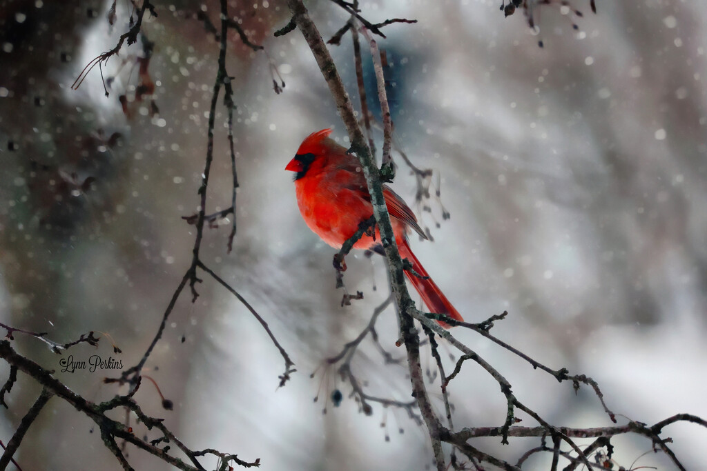 Cardinal in Snowstorm by lynnz