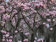 17th Feb 2023 - Japanese magnolia