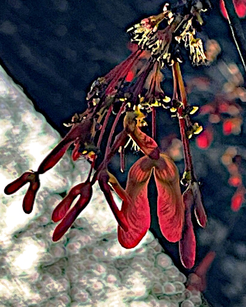 Red maple buds by congaree