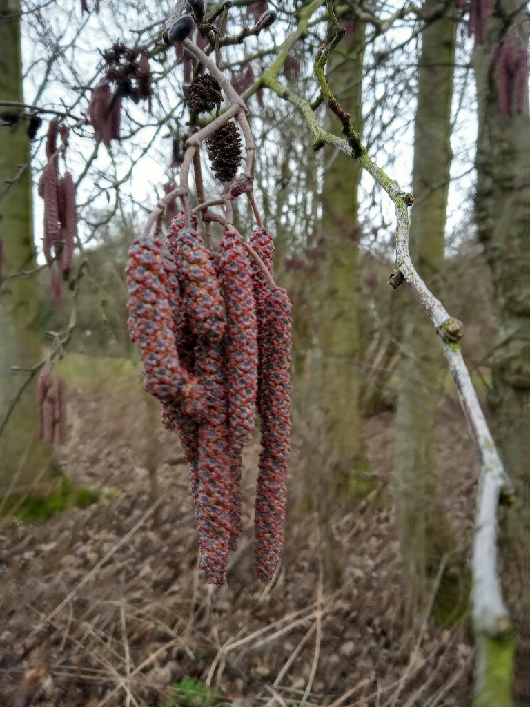 Purple Catkins  by 365projectorgjoworboys