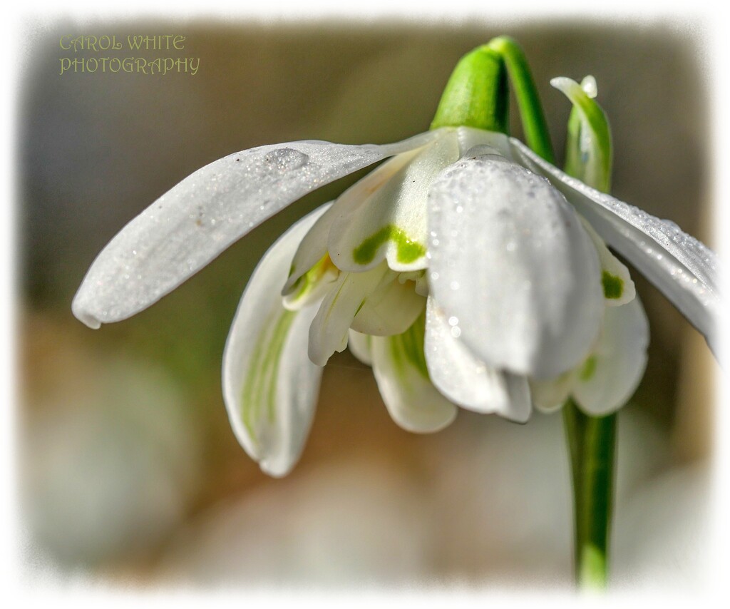 Snowdrop And Dewdrops by carolmw