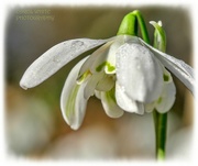 17th Feb 2023 - Snowdrop And Dewdrops