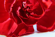 17th Feb 2023 - Day 48: Carnation For Karen