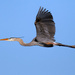 Great Blue Heron by photographycrazy