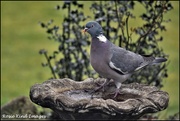 17th Feb 2023 - Pigeon on the bird bath