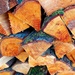 Wood pile by samcat