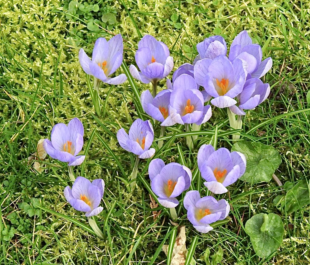 More Crocuses in the Lawn by susiemc