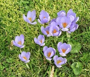 16th Feb 2023 - More Crocuses in the Lawn