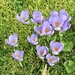 More Crocuses in the Lawn by susiemc