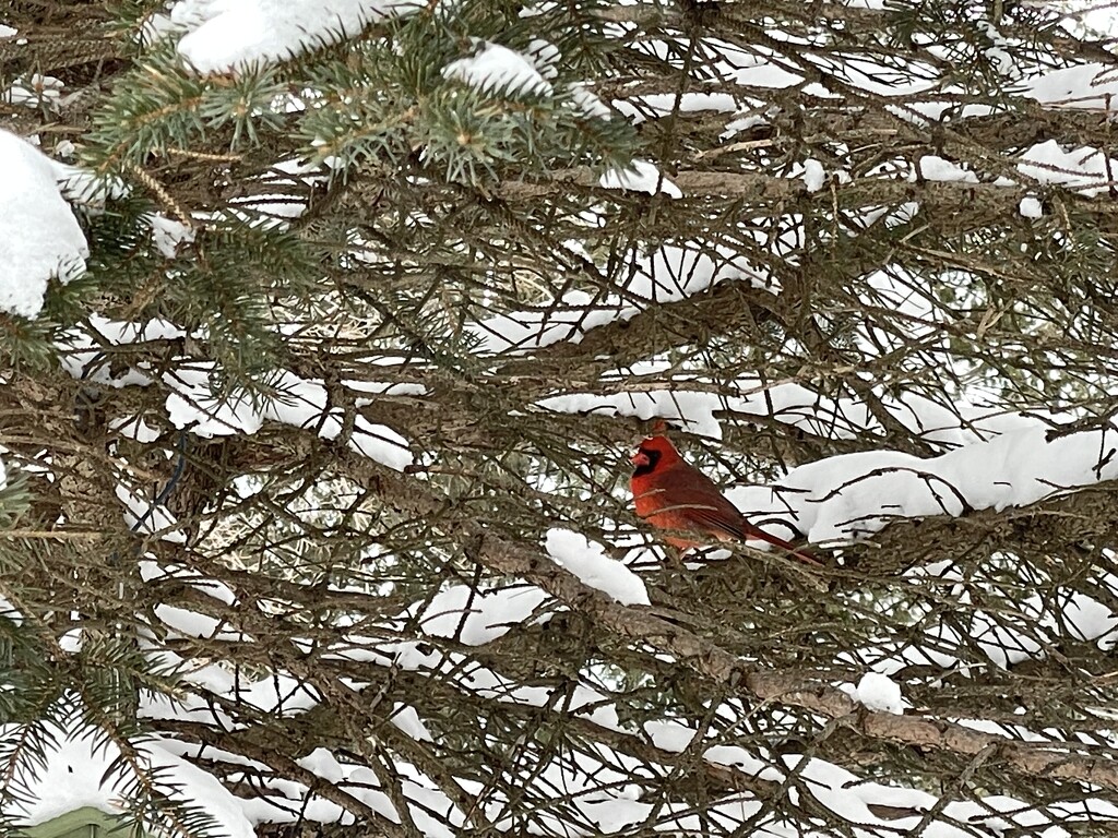 When a cardinal appears….. by mrsbubbles