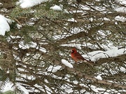 29th Jan 2023 - When a cardinal appears…..