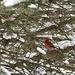 When a cardinal appears….. by mrsbubbles