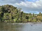 18th Feb 2023 - Taken in Kerikeri near the Stone store , too rough for seagulls at sea 