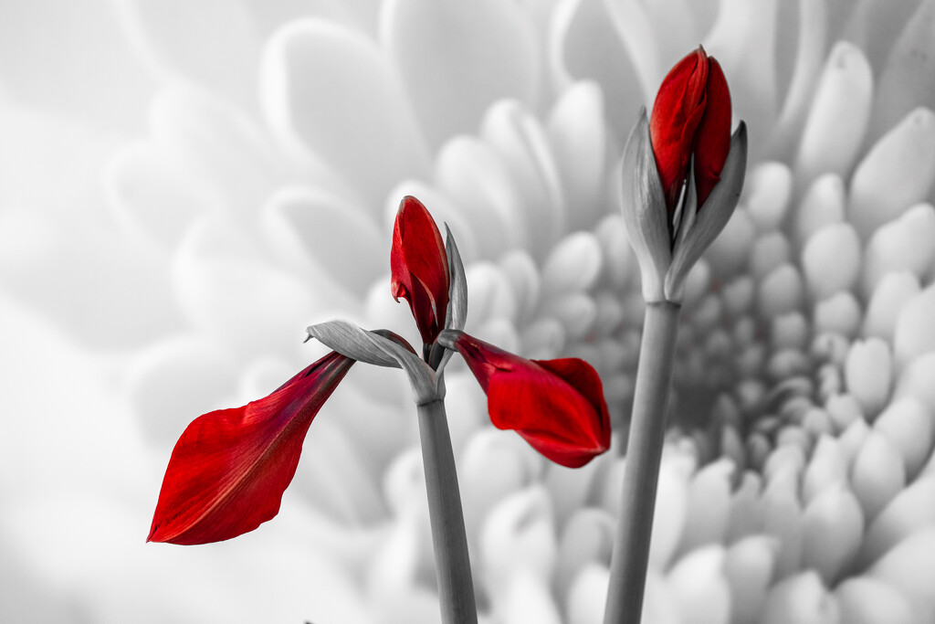Flash of Red by carole_sandford