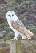 14th Feb 2023 - Barn Owl 