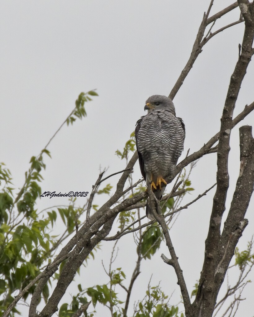 LHG_4291_Grey Hawk perched  by rontu