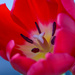 Tulips by danette