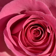 15th Feb 2023 - A simple rose