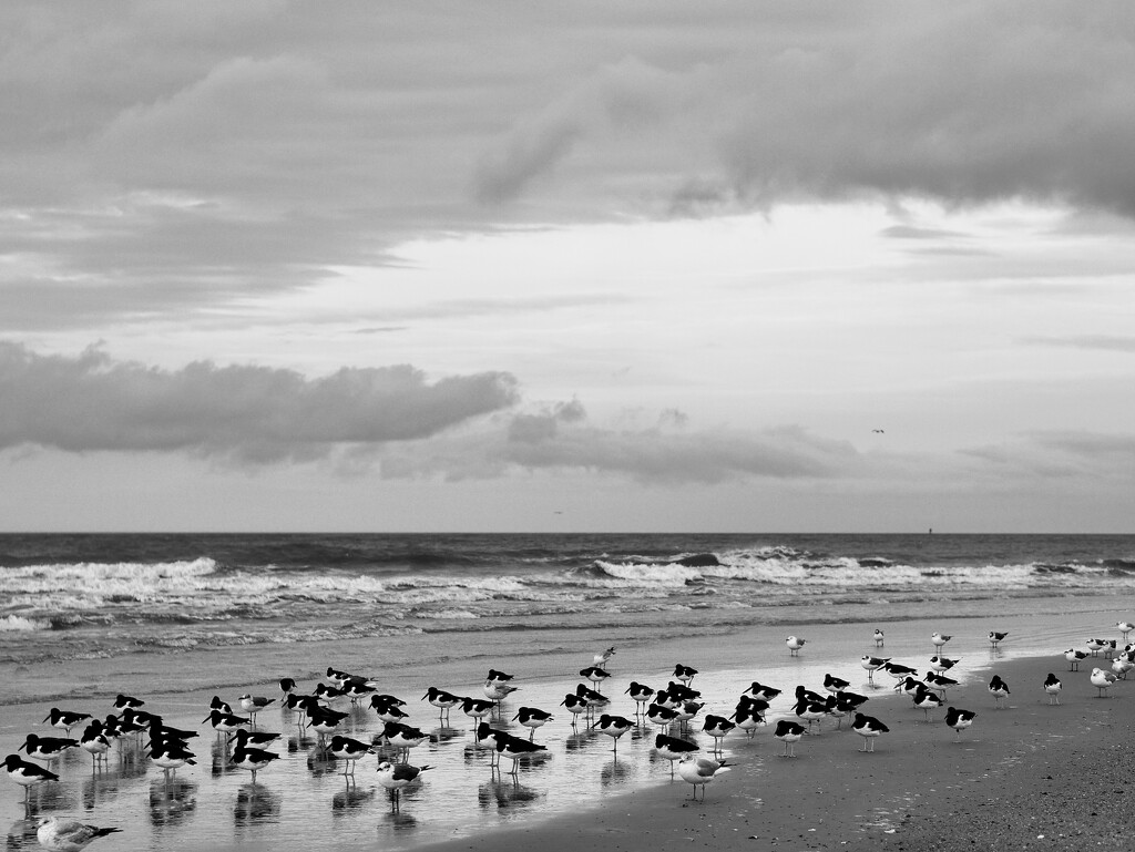 Birds on the beach by clayt