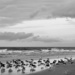 Birds on the beach by clayt