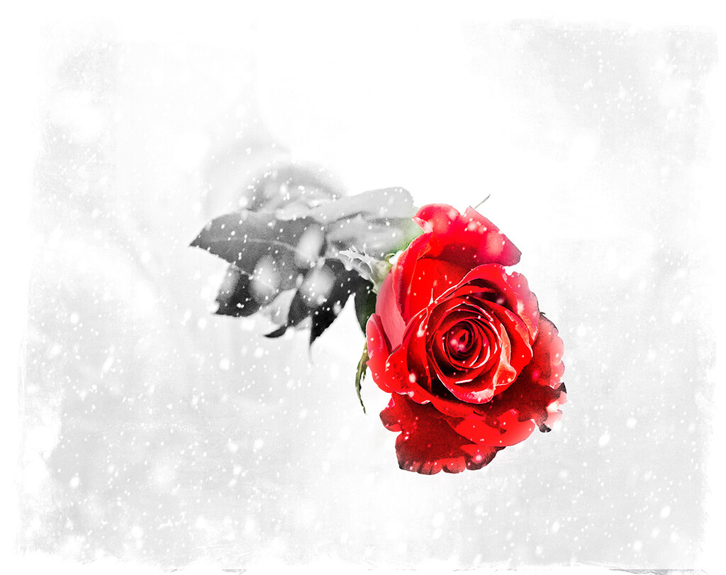 Red Rose by gardencat