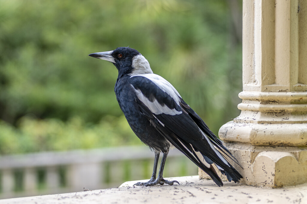 Magpie of the mansion by teodw