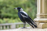 13th Feb 2023 - Magpie of the mansion