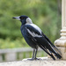 Magpie of the mansion