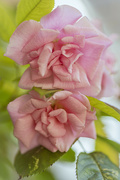 18th Feb 2023 - Pink roses
