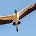 Woodstork Fly-over! by rickster549