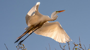 17th Feb 2023 - Egret Fly-over!