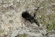 17th Feb 2023 - Rabbit burrow