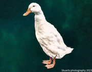 18th Feb 2023 - Domestic duck