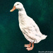 Domestic duck by stuart46