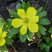 Three Sunny Aconites  by foxes37