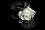 17th Feb 2023 - Yellow Rose ~ Sepia