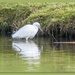 Little Egret by carolmw