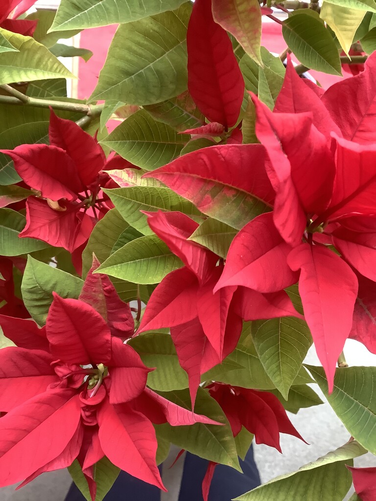 Flat lay poinsettia red by maggiej