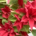 Flat lay poinsettia red by maggiej