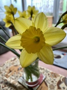 18th Feb 2023 - Daffodils