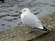 18th Feb 2023 - Seagull
