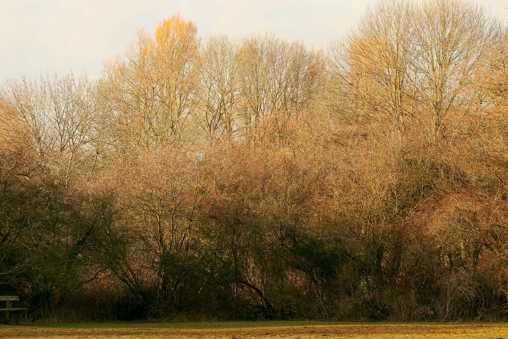 Woodlands on Norton Common by neil_ge