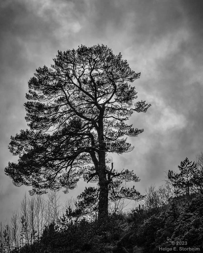 Tree on a hilltop in B/W by helstor365