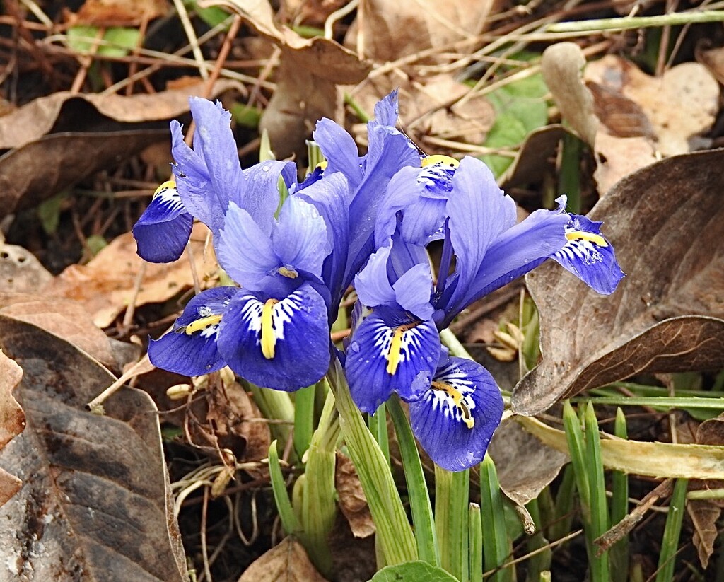 Iris Reticulata by susiemc