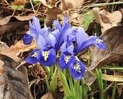 18th Feb 2023 - Iris Reticulata