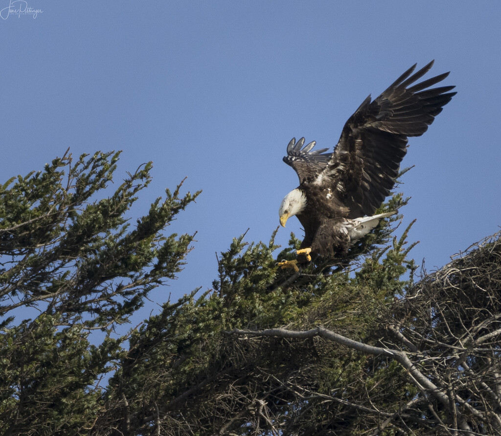 Bald Eagle Coming in for a Landing  by jgpittenger