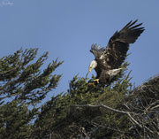 18th Feb 2023 - Bald Eagle Coming in for a Landing 