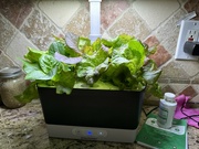 14th Feb 2023 - My lettuce
